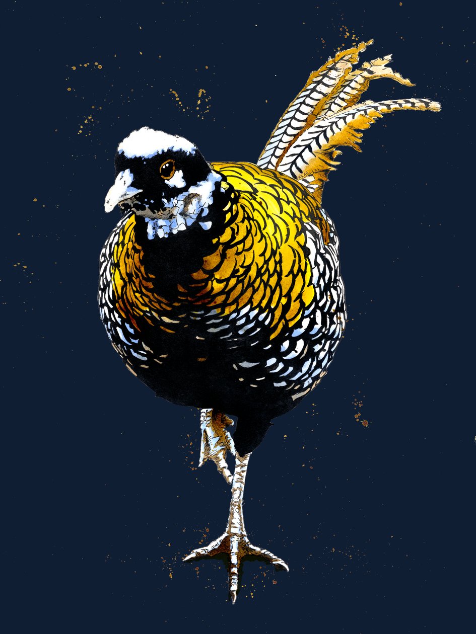 The Reeves Pheasant on Midnight Blue, 2020 av Mike Davis