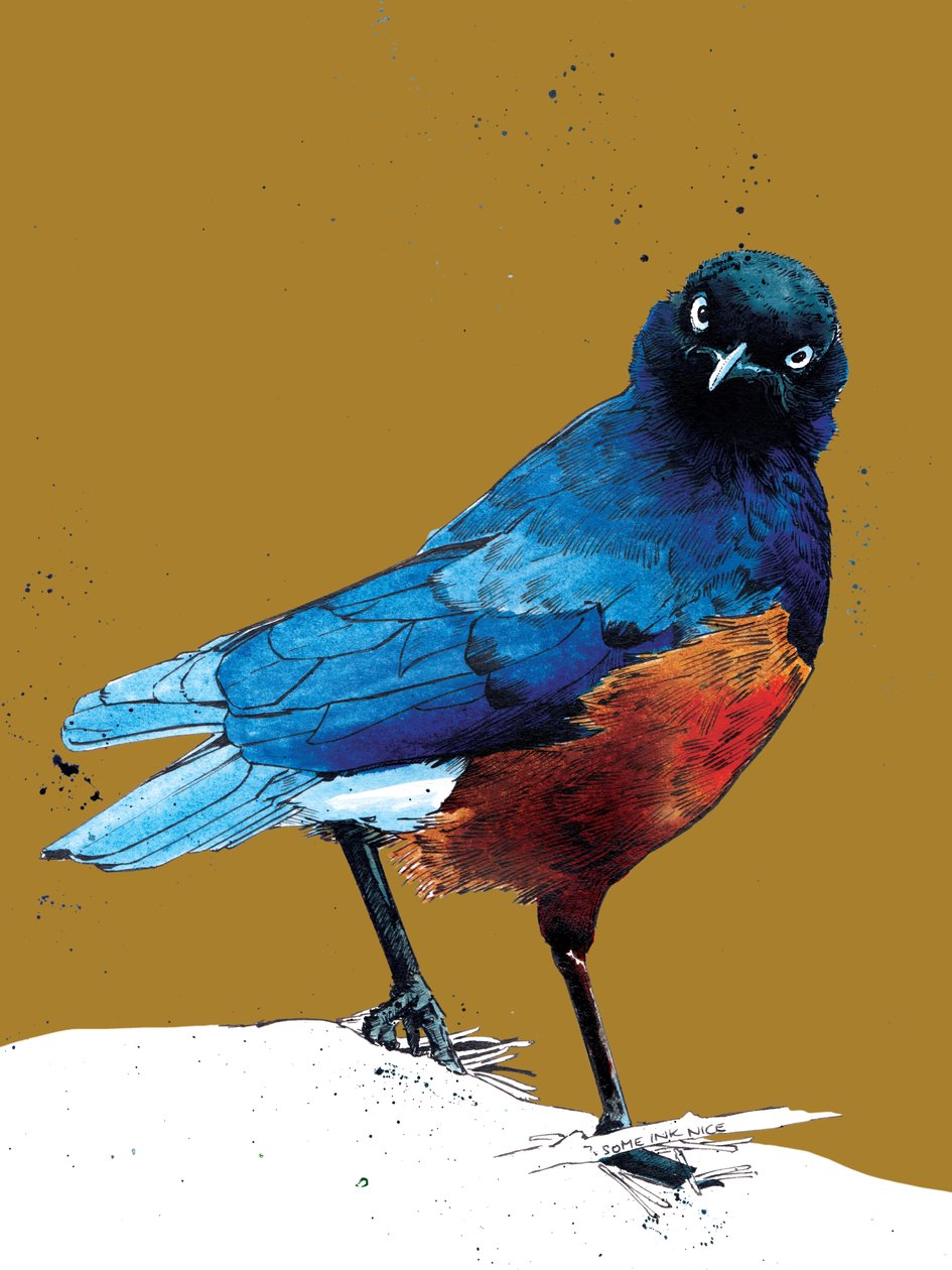 The Superb Starling on Golden Yellow, 2020 av Mike Davis