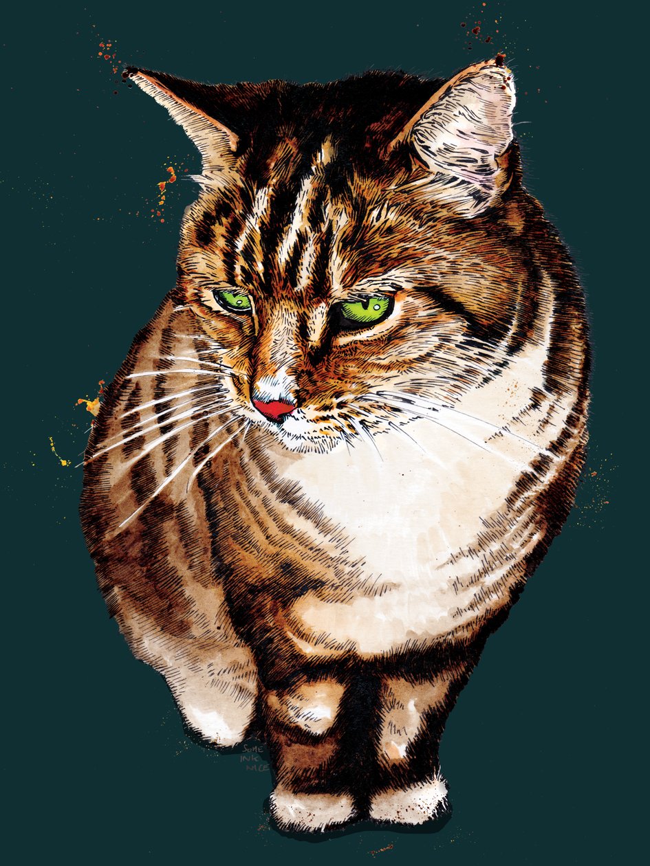 Tabby Cat on Deep Cyan, 2020 av Mike Davis
