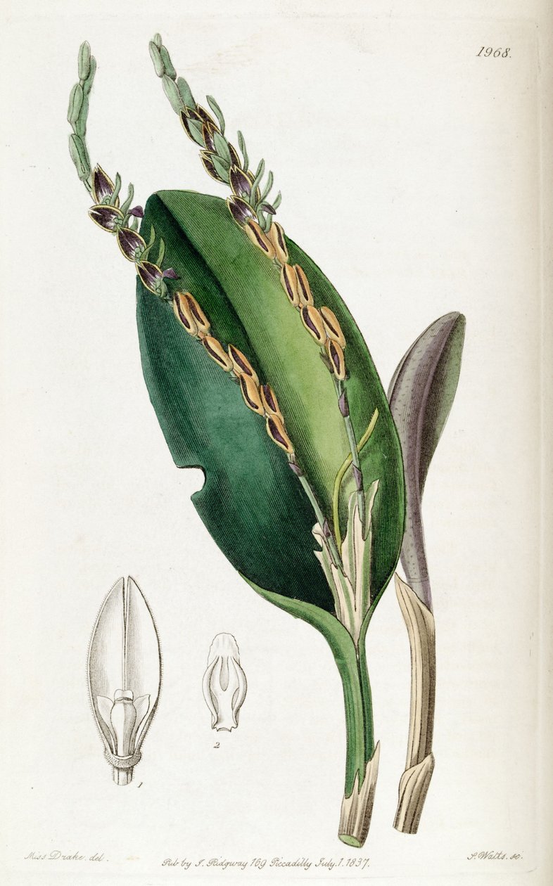 Acianthera saurocephala (som syn. Pleurothallis saurocephala) av Miss Drake