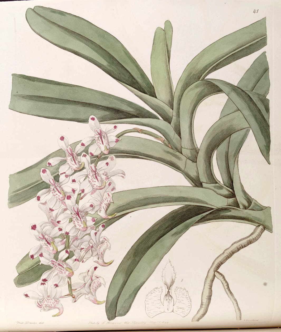 Aerides odoratum (som syn. av Miss Drake