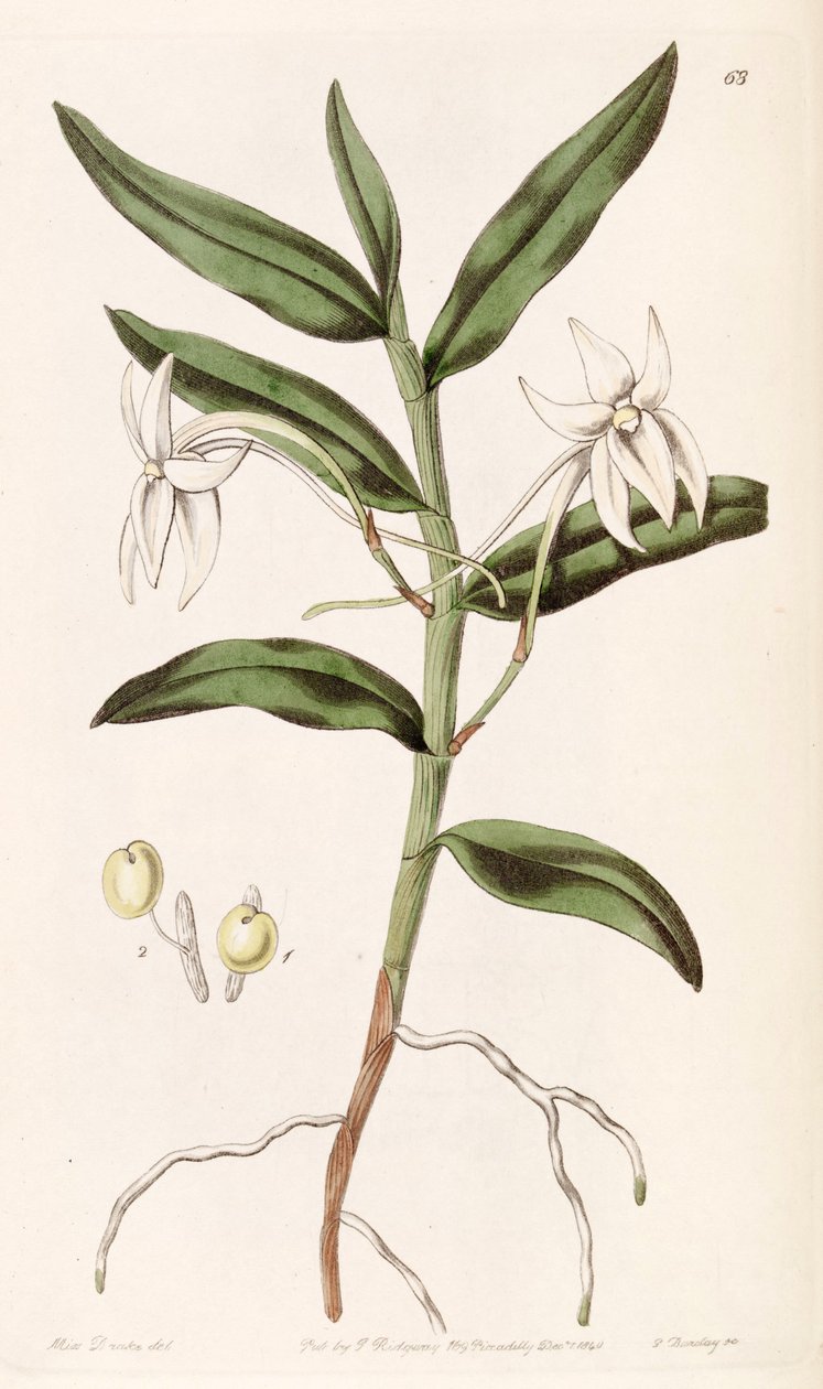 Angraecum mauritianus (som syn. Angraecum gladiifolium) av Miss Drake