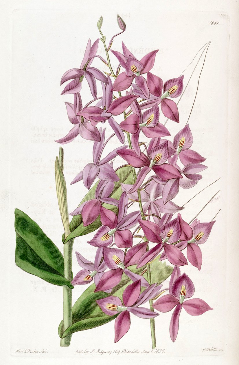 Barkeria skinneri (som syn. Epidendrum skinneri) av Miss Drake