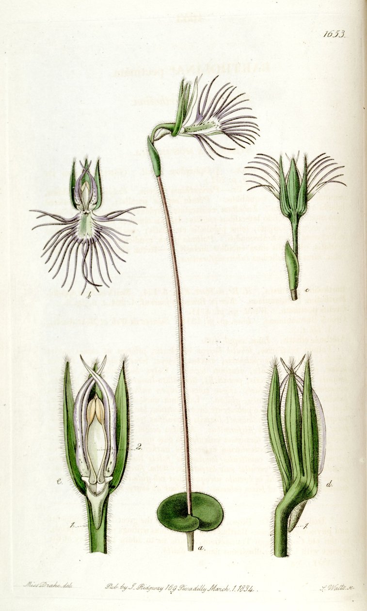 Bartholina burmanniana (som syn. Bartholina pectinata) av Miss Drake