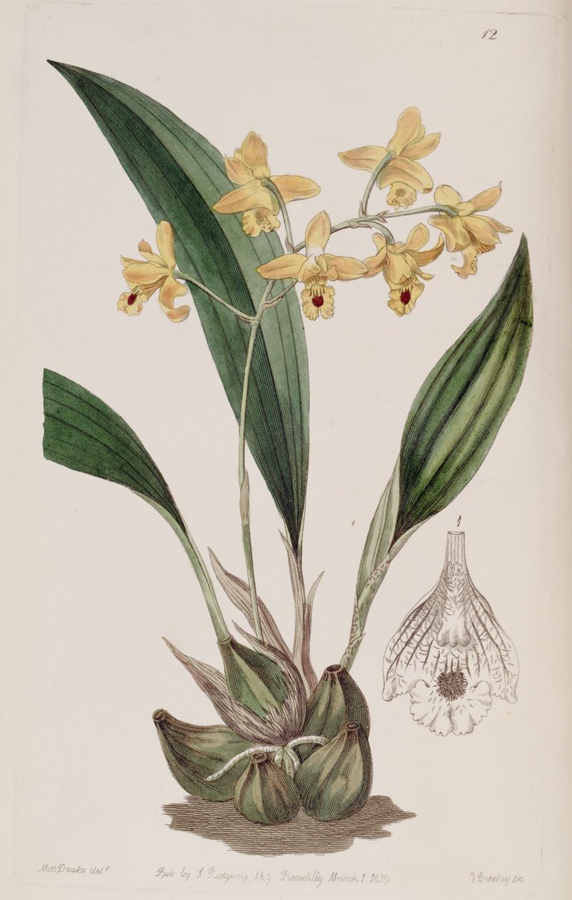 Bifrenaria vitellina (som syn. Maxillaria vitellina) av Miss Drake