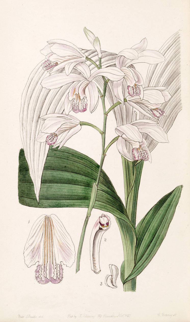 Bletilla striata (som syn. Bletia gebina) av Miss Drake