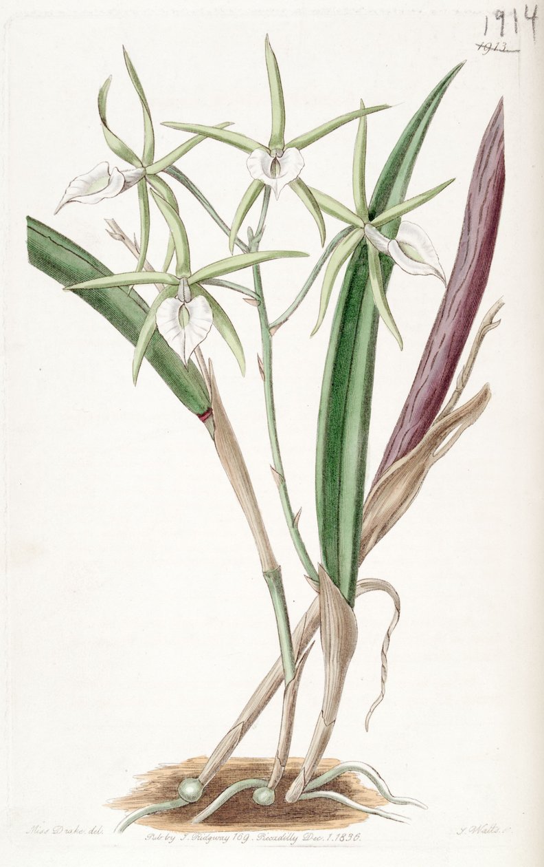 Brassavola subulifolia (som syn. Bassavola cordata) av Miss Drake
