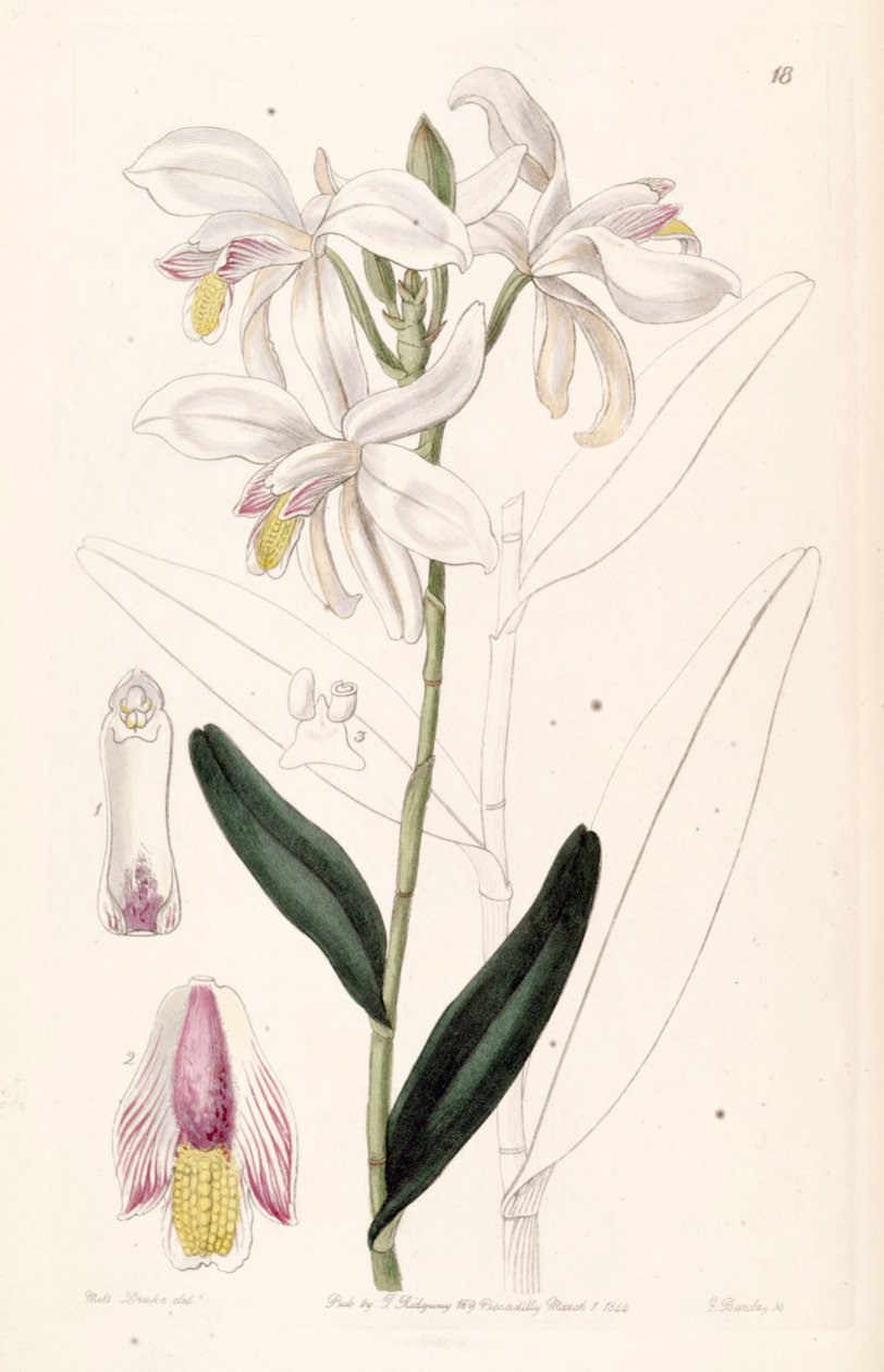 Bromheadia finlaysoniana (som syn. Bromheadia palustris) av Miss Drake