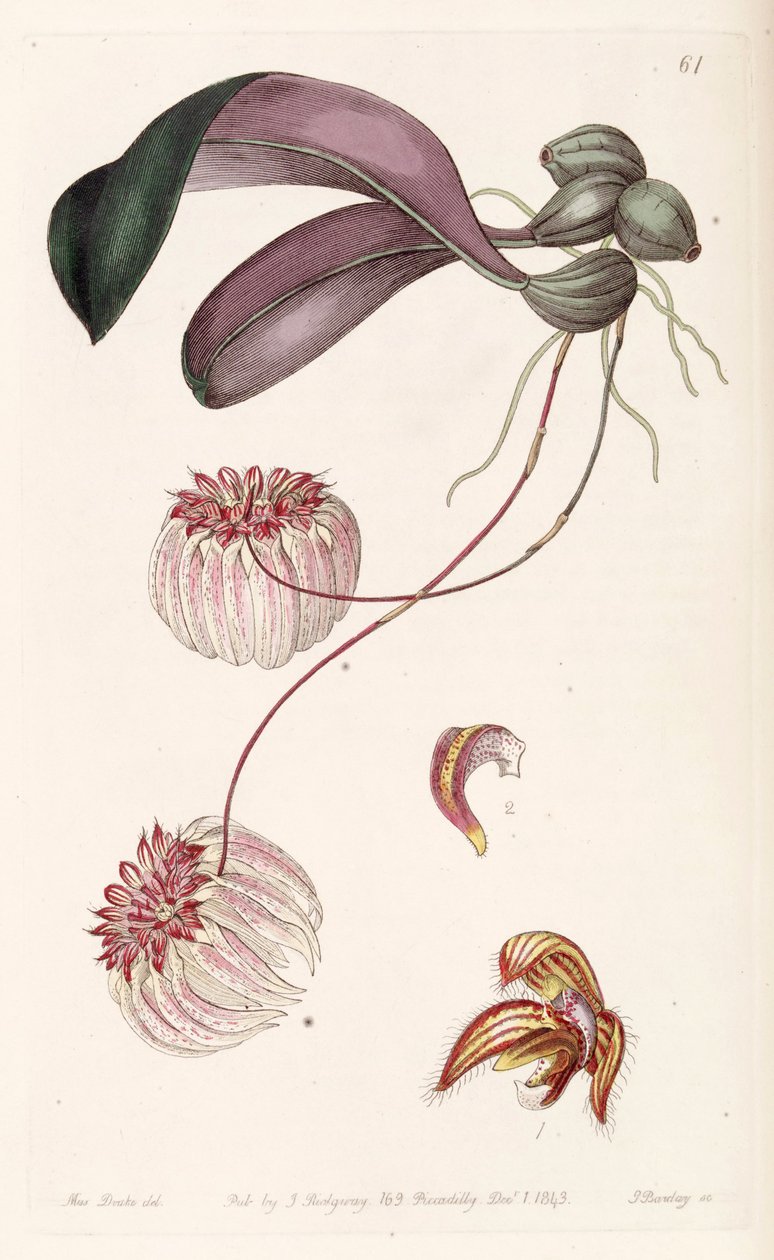 Bulbophyllum auratum (som syn. Cirrhopetalum auratum) av Miss Drake