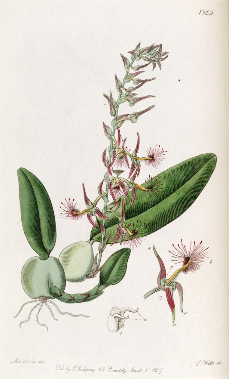 Bulbophyllum barbigerum (stavet Bolbophyllum barbigerum) av Miss Drake