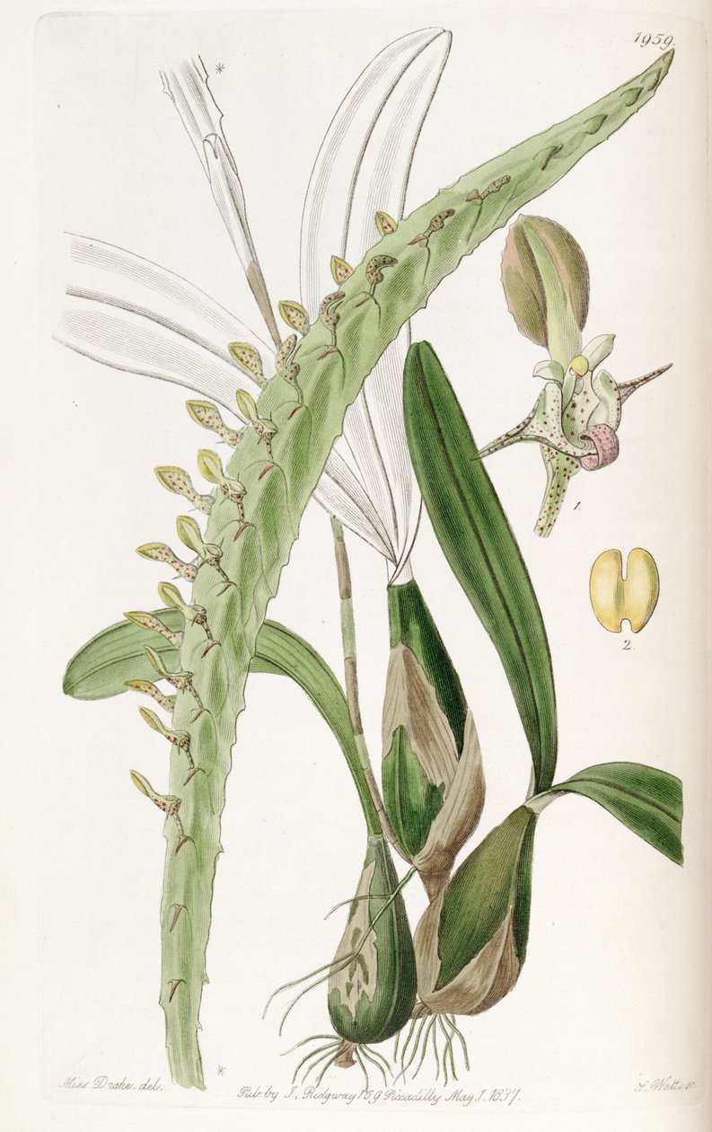 Bulbophyllum calyptratum var. calyptratum (som syn. Megaclinium maksimum) av Miss Drake