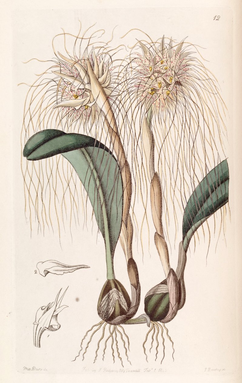 Bulbophyllum medusae (som syn. Cirrhopetalum medusae) av Miss Drake