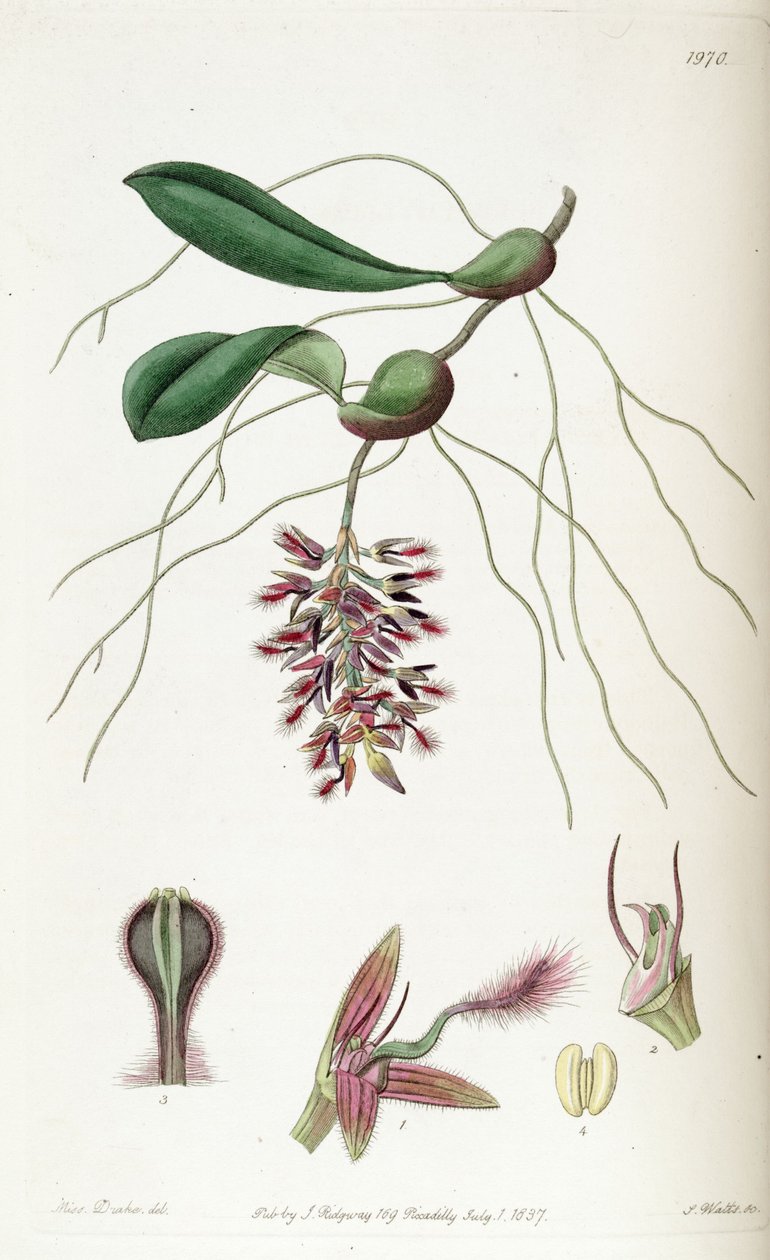 Bulbophyllum saltatorium (stavet Bolbophyllum saltatorium) av Miss Drake