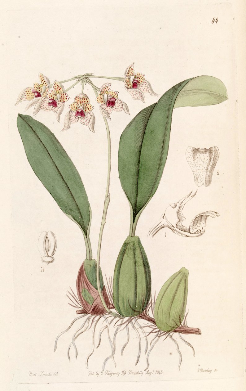 Bulbophyllum umbellatum (stavet Bolbophyllum umbellatum) av Miss Drake