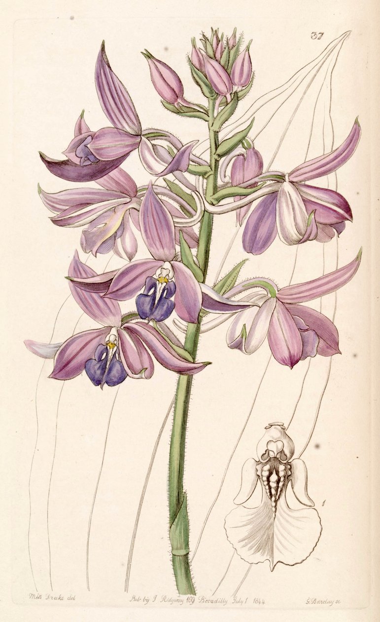 Calanthe sylvatica (som syn. Calanthe masuca) av Miss Drake
