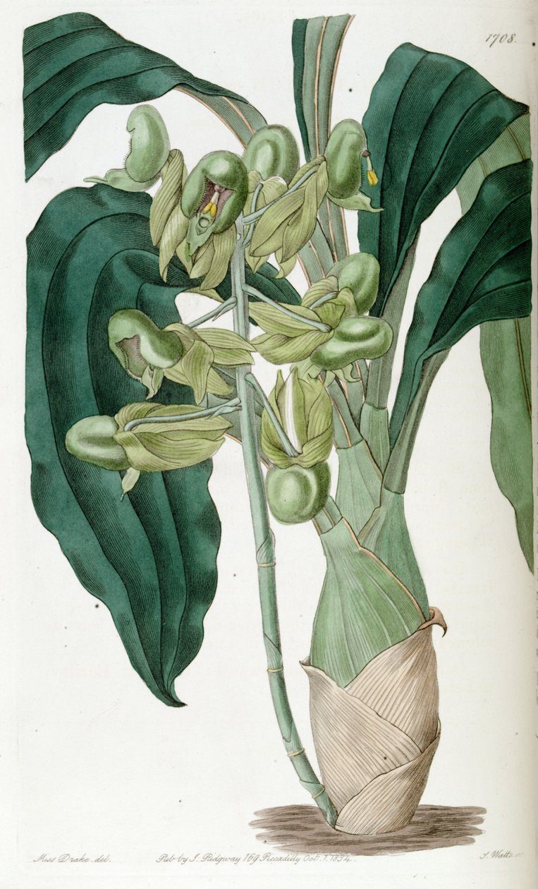 Catasetum pure (som syn. Catasetum semiapertum) av Miss Drake