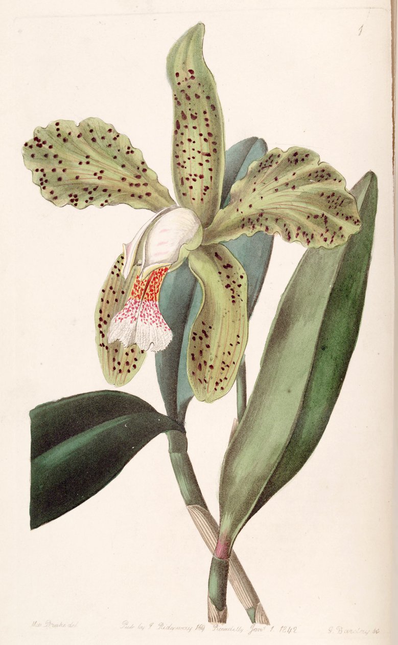 Cattleya granulosa av Miss Drake