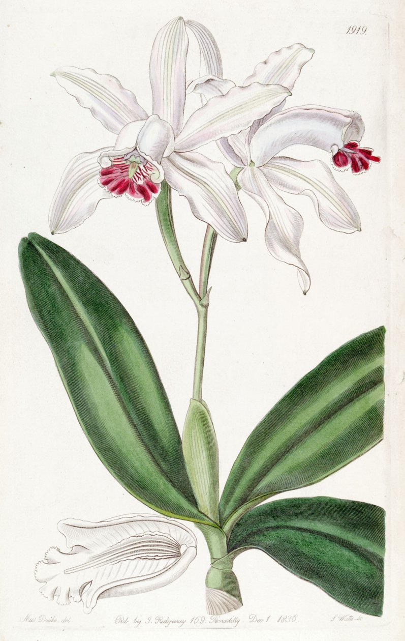 Cattleya intermedia (som syn. Cattleya intermedia var. Pallida) av Miss Drake