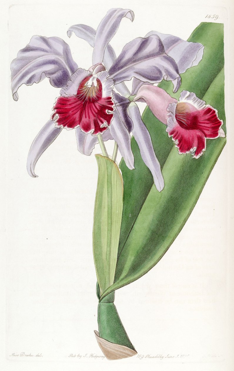 Cattleya labiata av Miss Drake