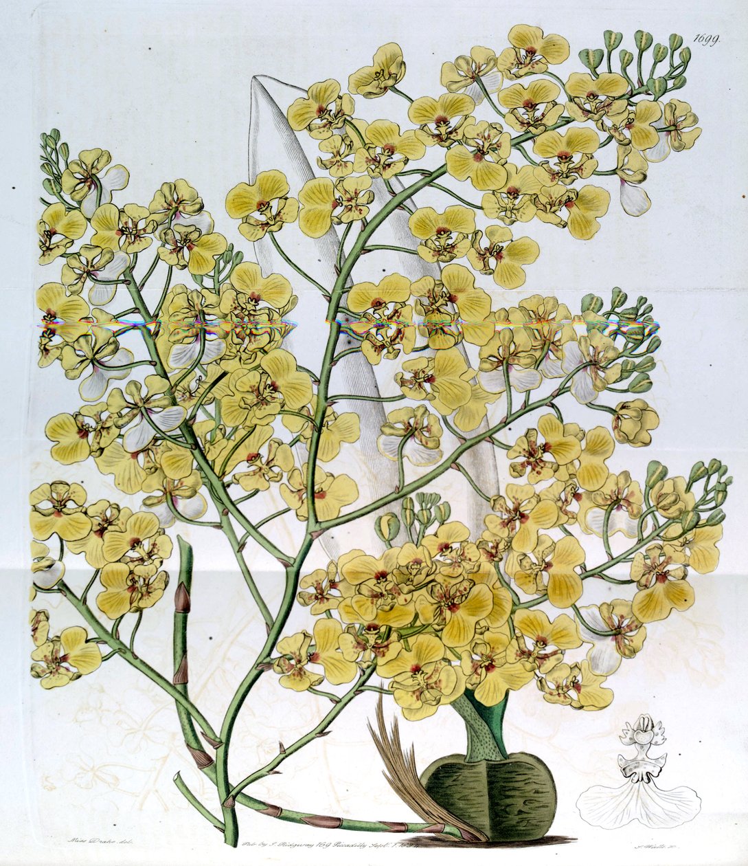Chelyorchis ampliata (som syn. Oncidium ampliatum) av Miss Drake