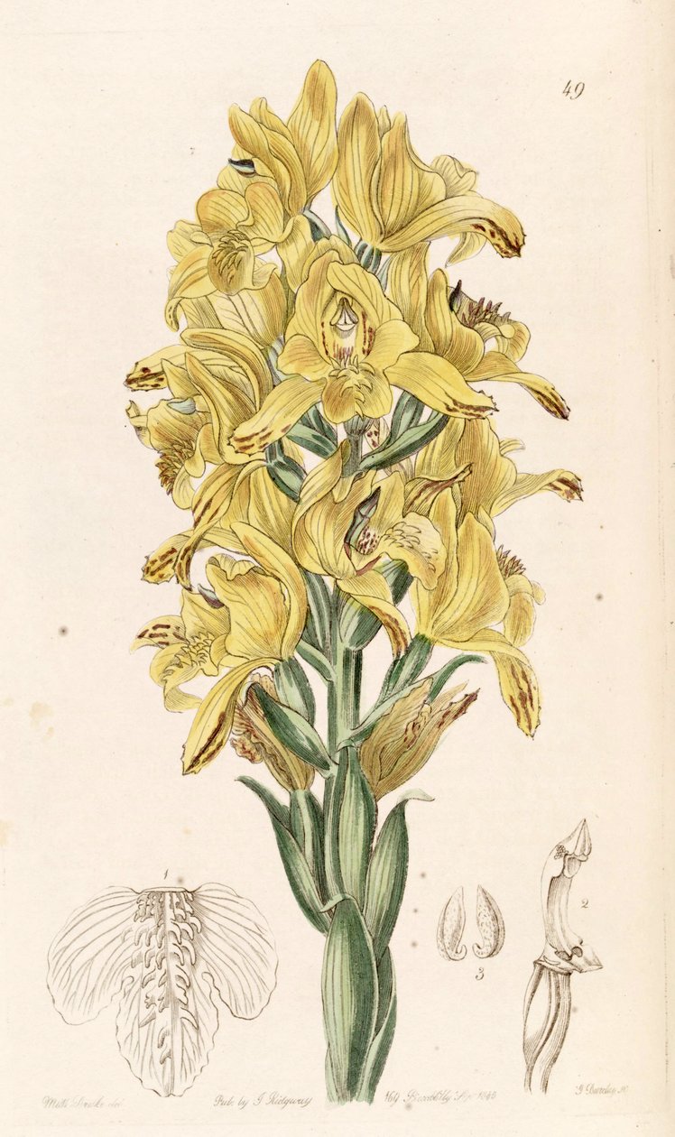 Chloraea piquichen (som syn. Chloraea virescens) av Miss Drake
