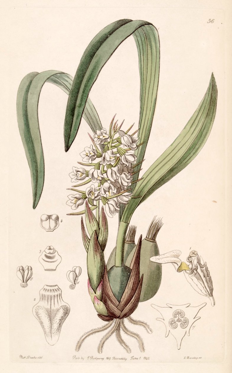 Coelia triptera (som syn. Coelia baueriana) av Miss Drake