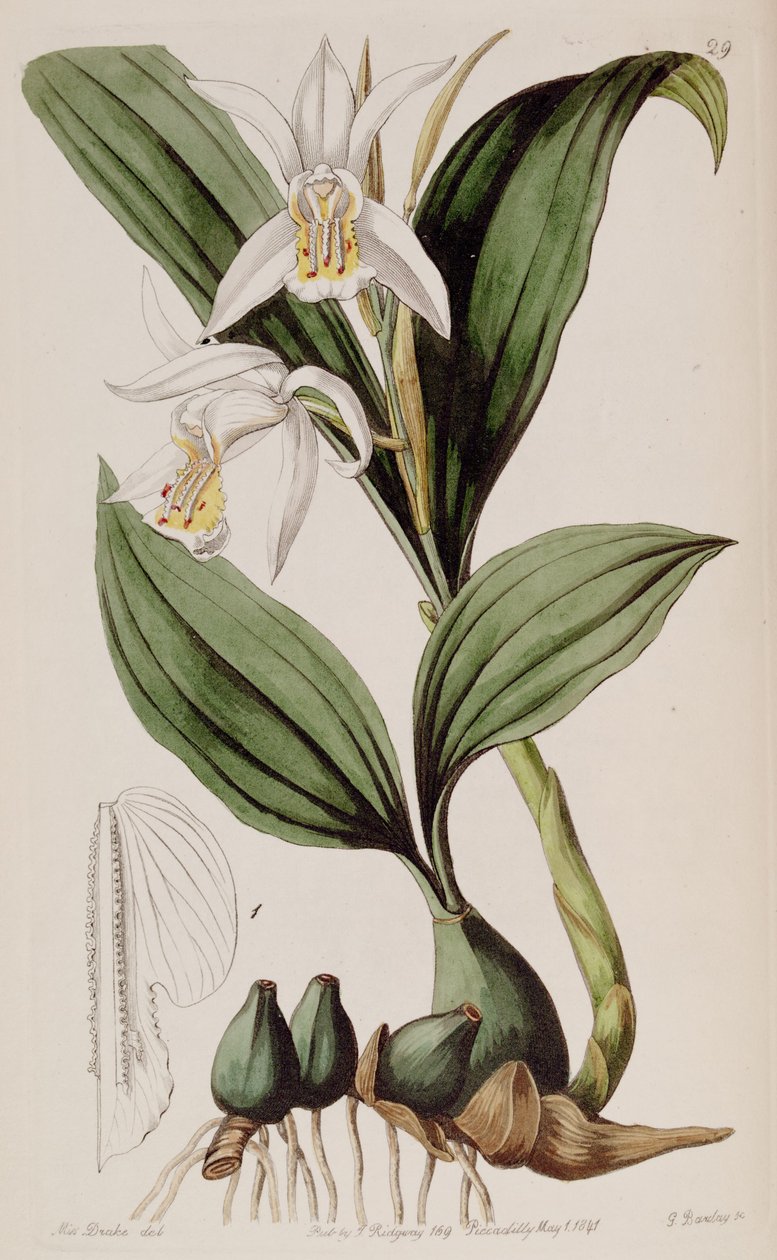 Coelogyne cumingii av Miss Drake