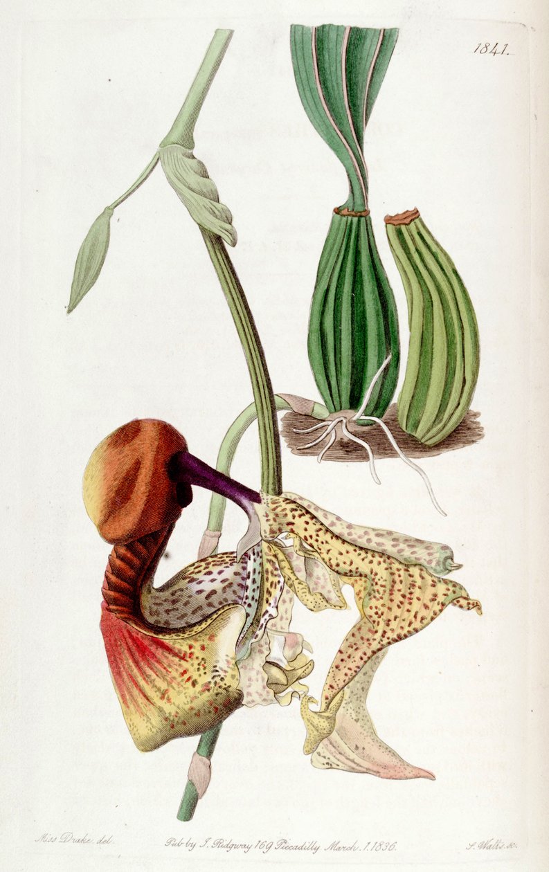 Coryanthes macrantha av Miss Drake