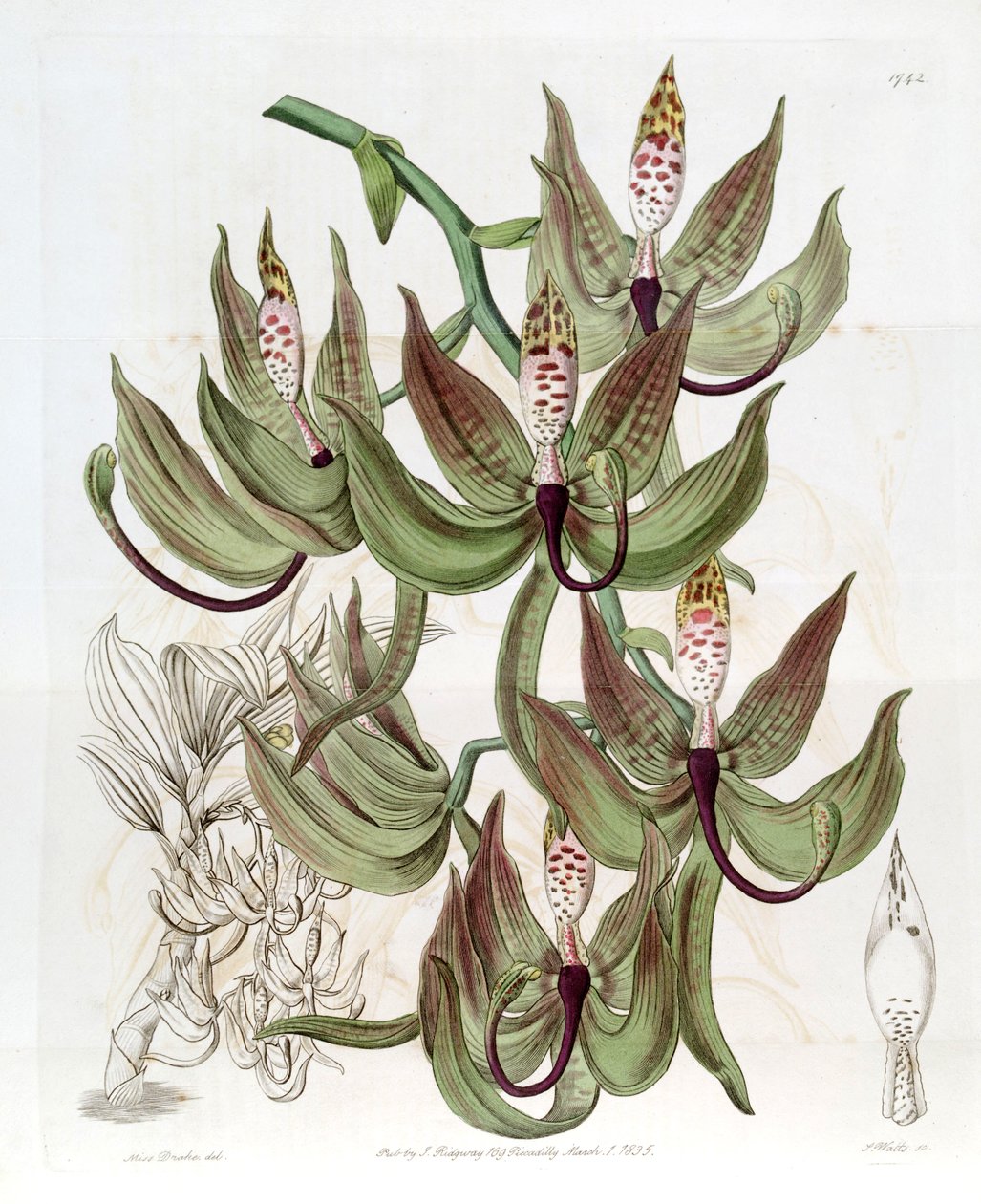 Cycnoches loddigesii av Miss Drake