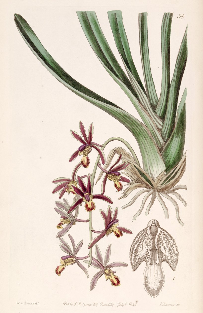 Cymbidium bicolor subsp. pubescens (som syn. Cymbidium pubescens) av Miss Drake