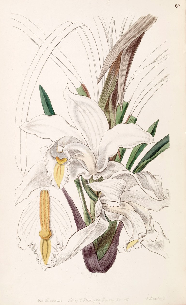 Cymbidium elfenben av Miss Drake