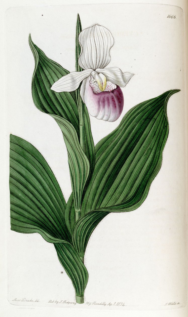 Cypripedium princess (som syn. Cypripedium spectabile) av Miss Drake