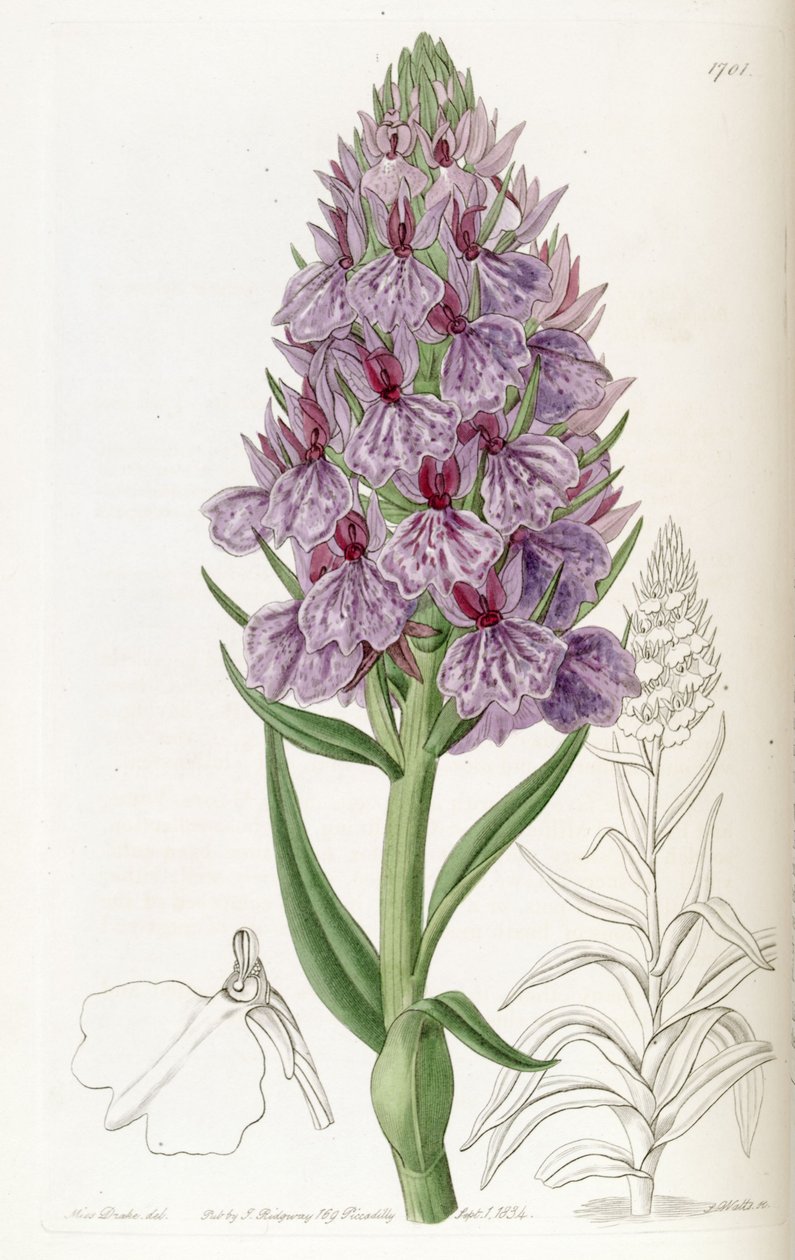 Dactylorhiza foliosa (som syn. Orchis foliosa) av Miss Drake
