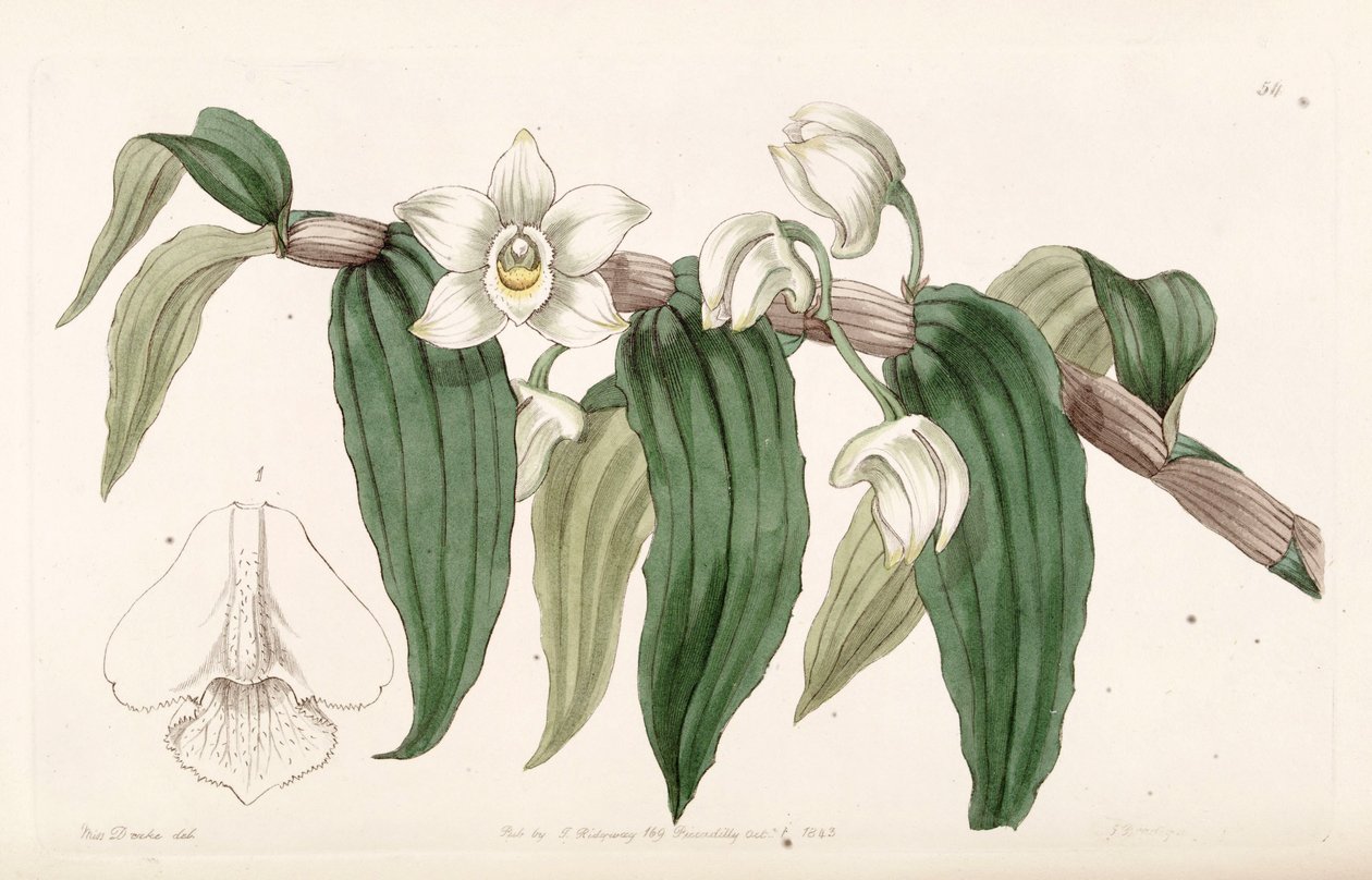Dendrobium aqueum av Miss Drake
