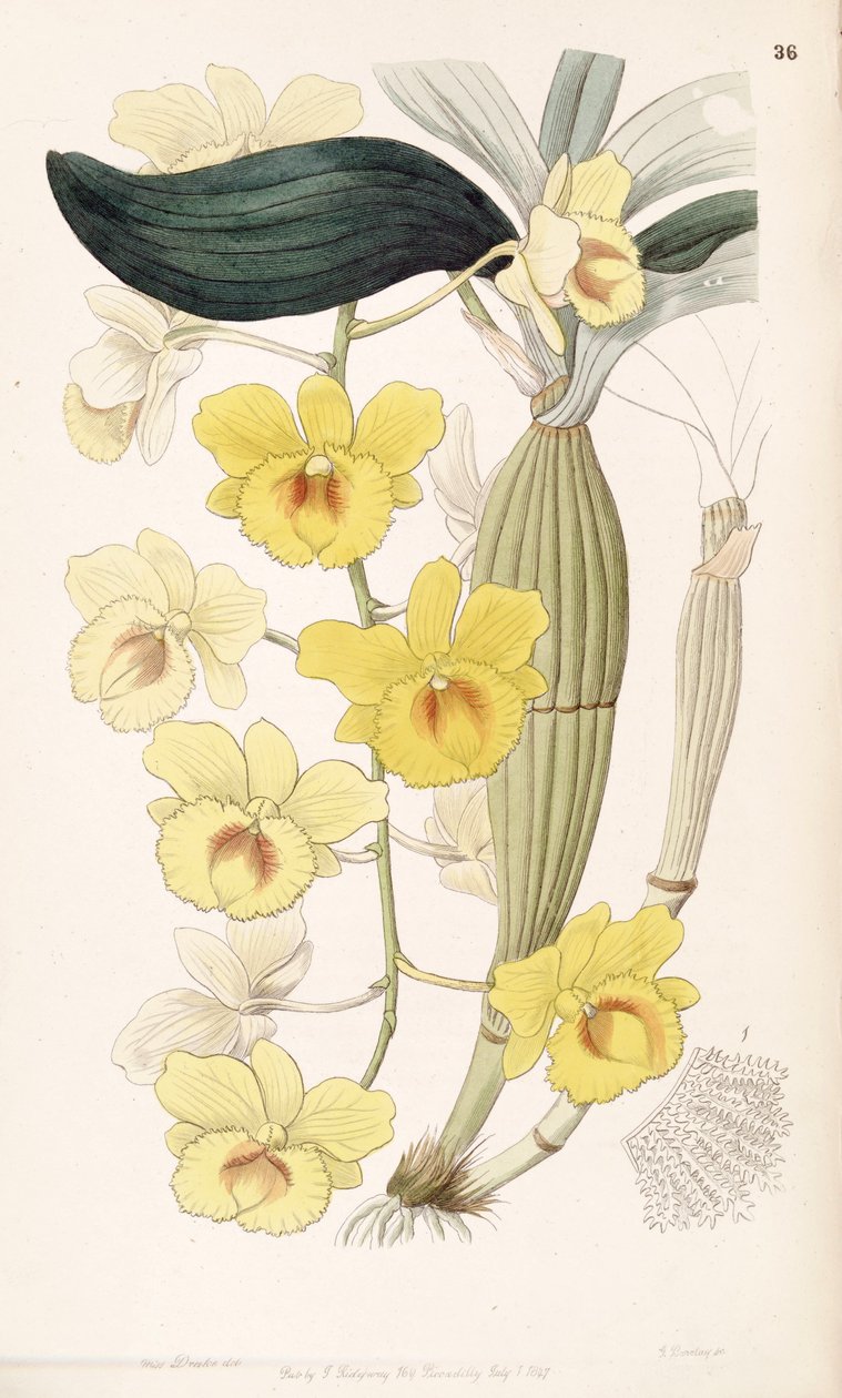 Dendrobium chrysotoxum av Miss Drake