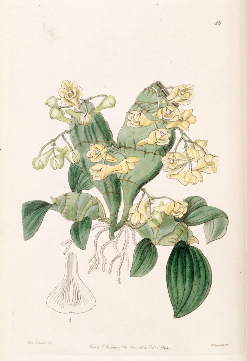 Dendrobium compressum av Miss Drake