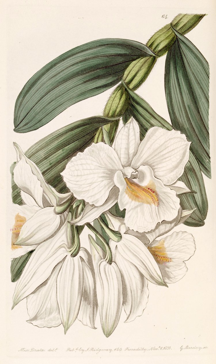 Dendrobium formosum av Miss Drake