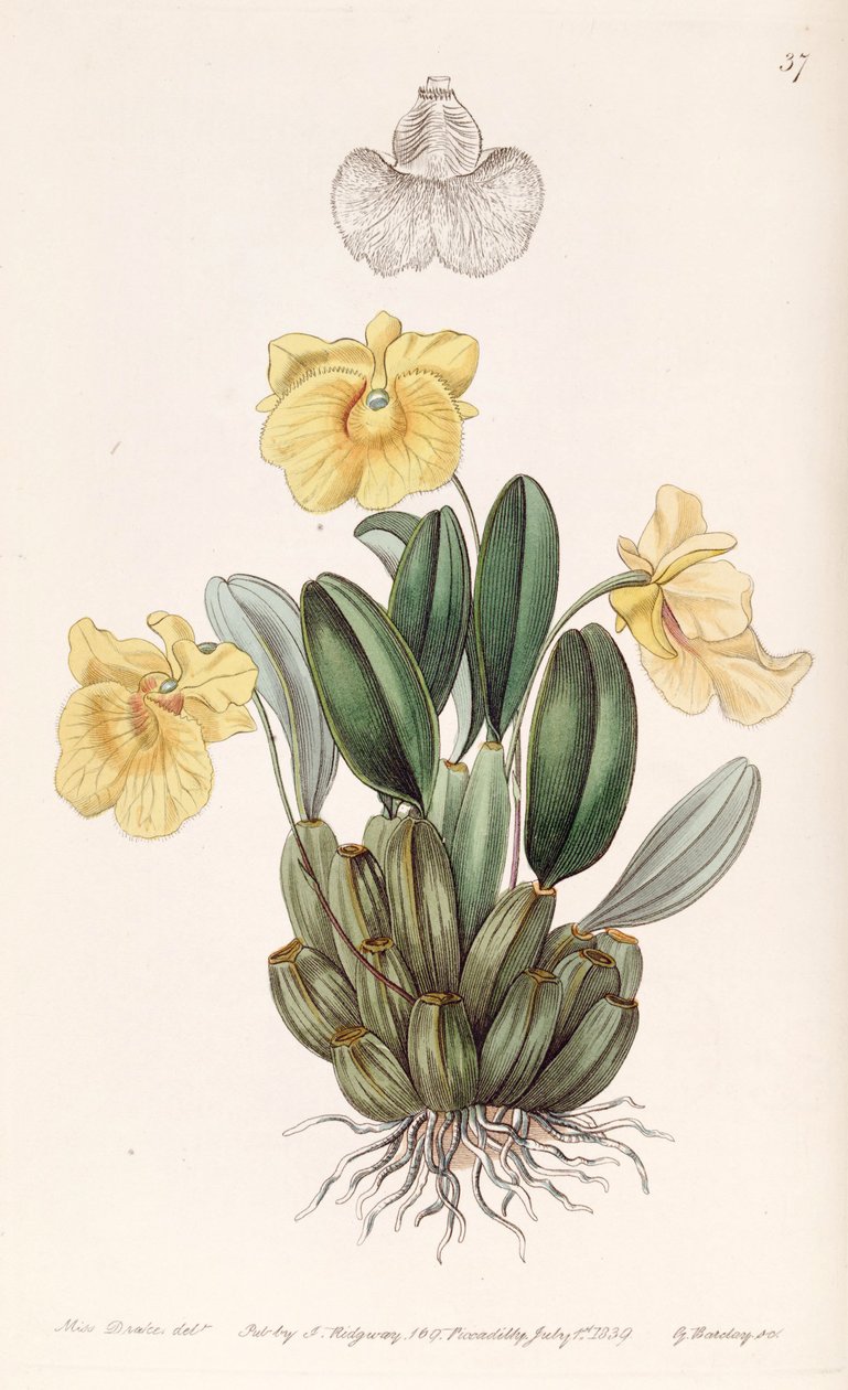 Dendrobium jenkinsii av Miss Drake