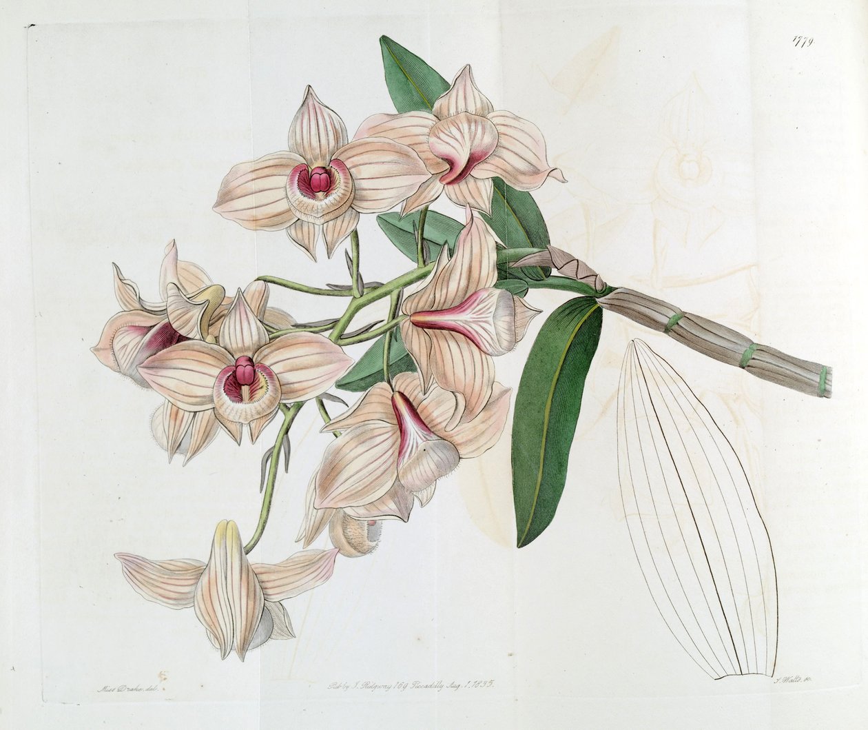 Dendrobium moschatum (som syn. Dendrobium cupreum) av Miss Drake