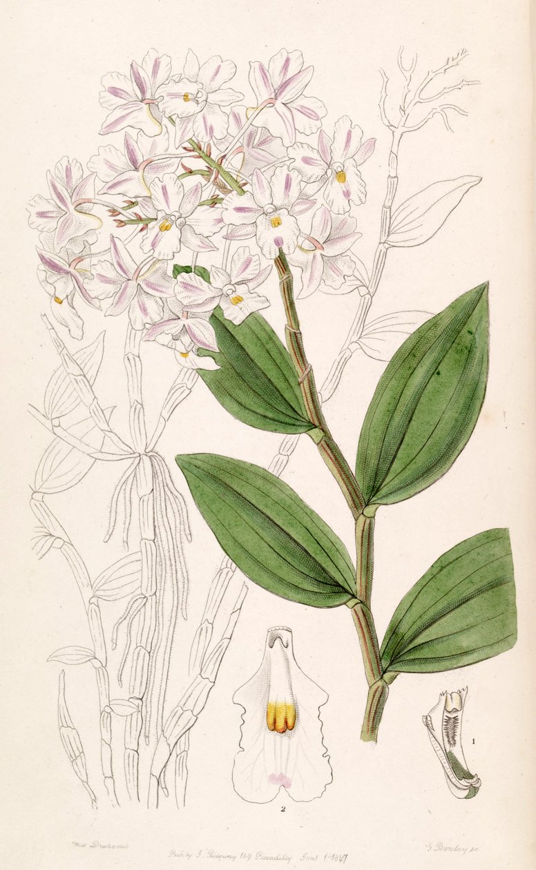 Dendrobium mutabile (som syn. Dendrobium triadenium) av Miss Drake