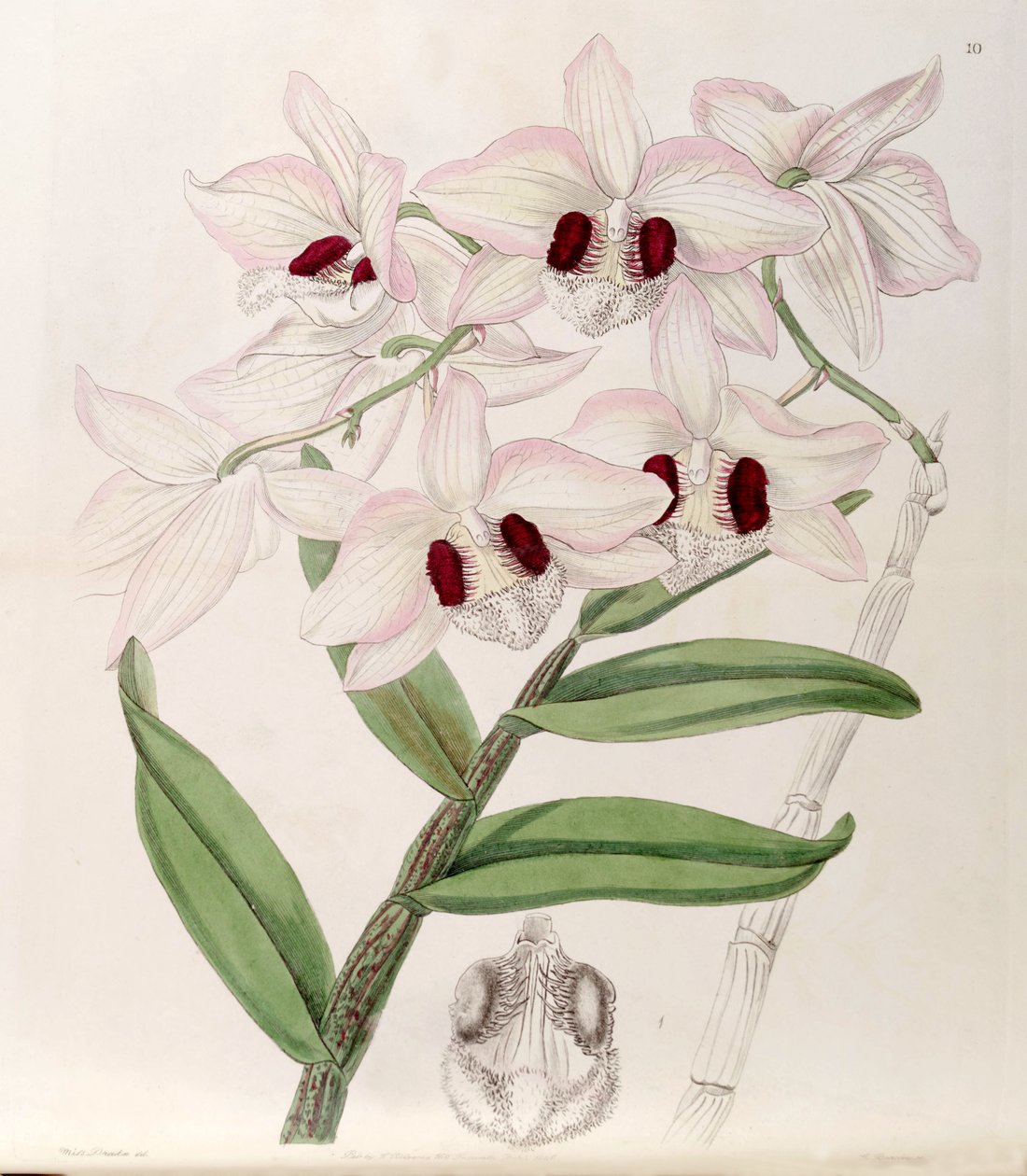Dendrobium pulchellum (som syn. Dendrobium dalhousieanum) av Miss Drake