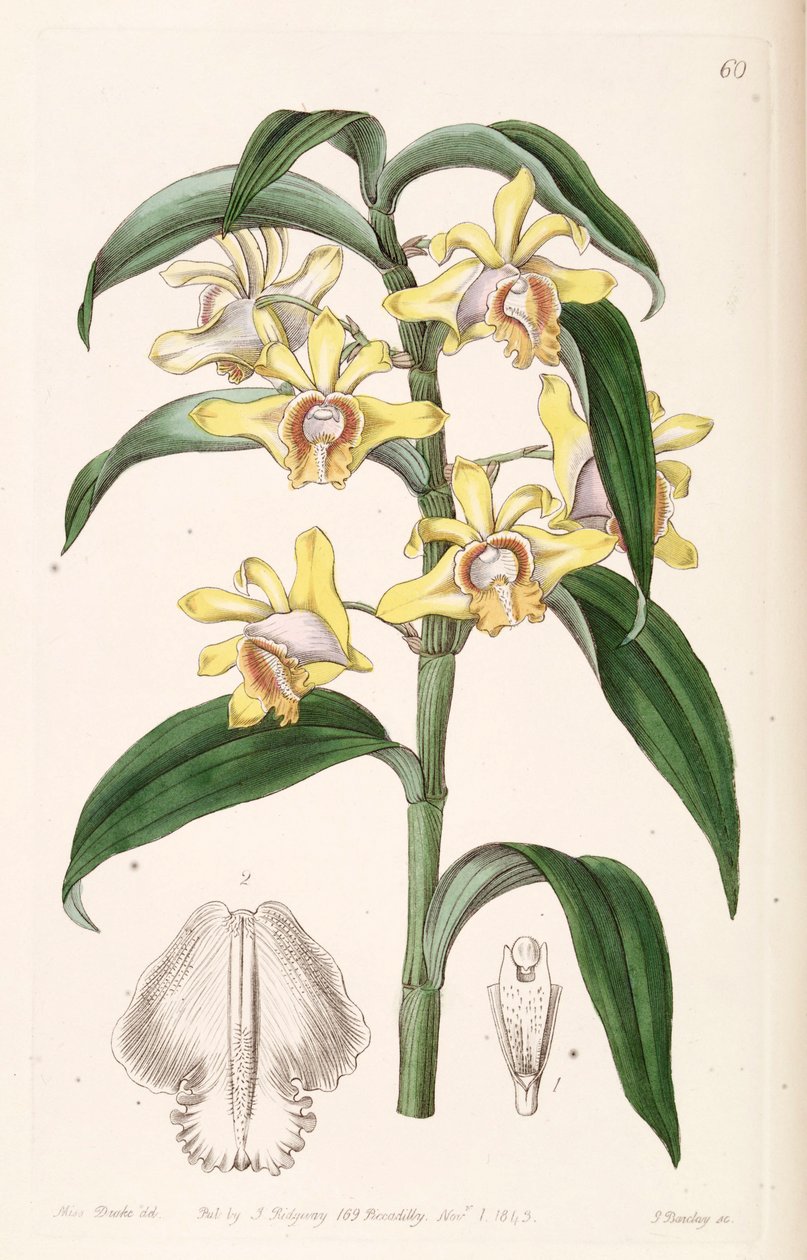 Dendrobium ruckeri av Miss Drake