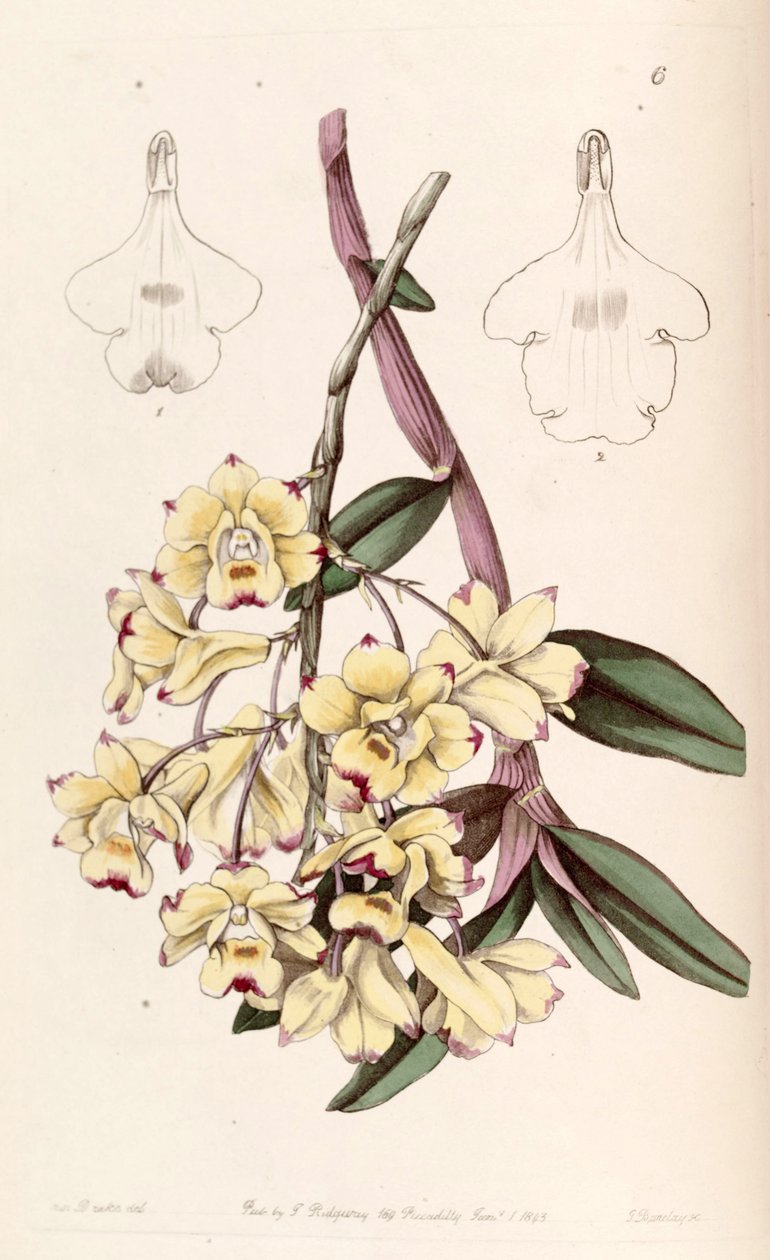Dendrobium sanguinolentum av Miss Drake