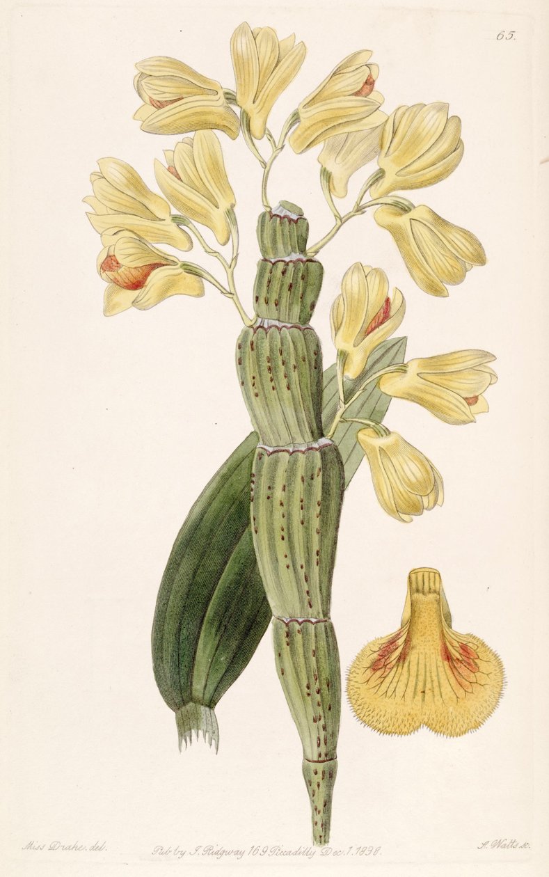 Dendrobium sulcatum av Miss Drake