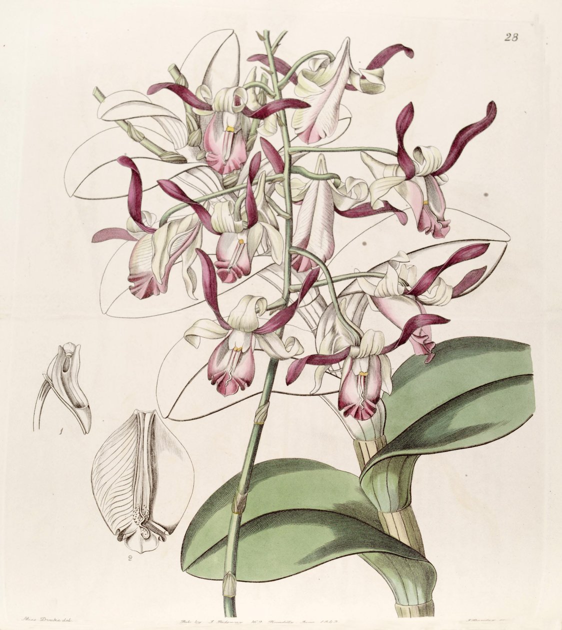 Dendrobium taurinum av Miss Drake