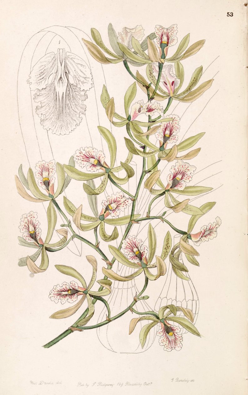 Encyclia ambigua (som syn. Epidendrum alatum) av Miss Drake