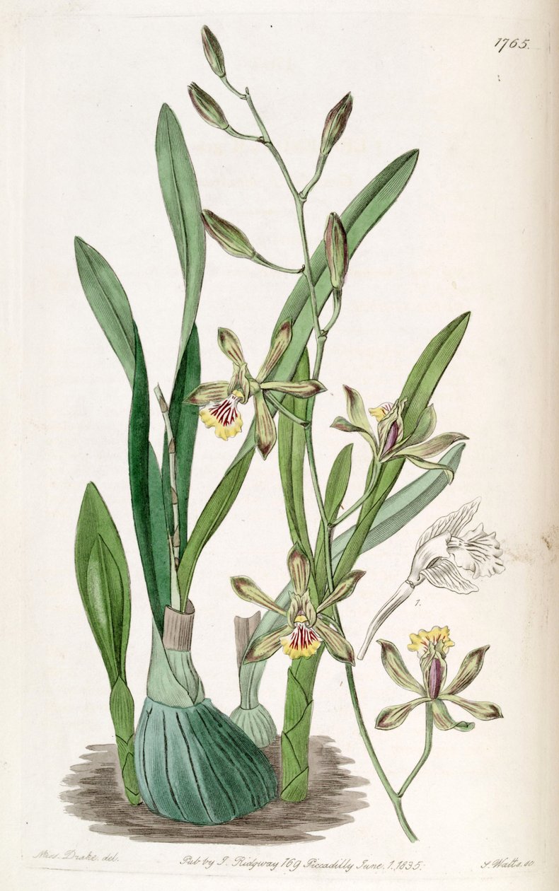 Encyclia gracilis (som syn. Epidendrum gracile) av Miss Drake