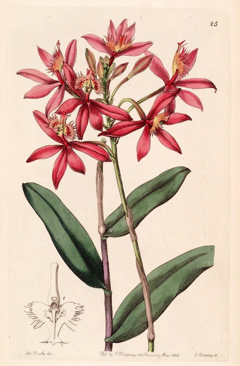Epidendrum cinnabarinum av Miss Drake
