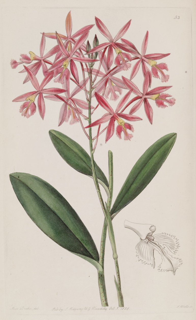 Epidendrum macrocarpum (som syn. Epidendrum schomburgkii) av Miss Drake