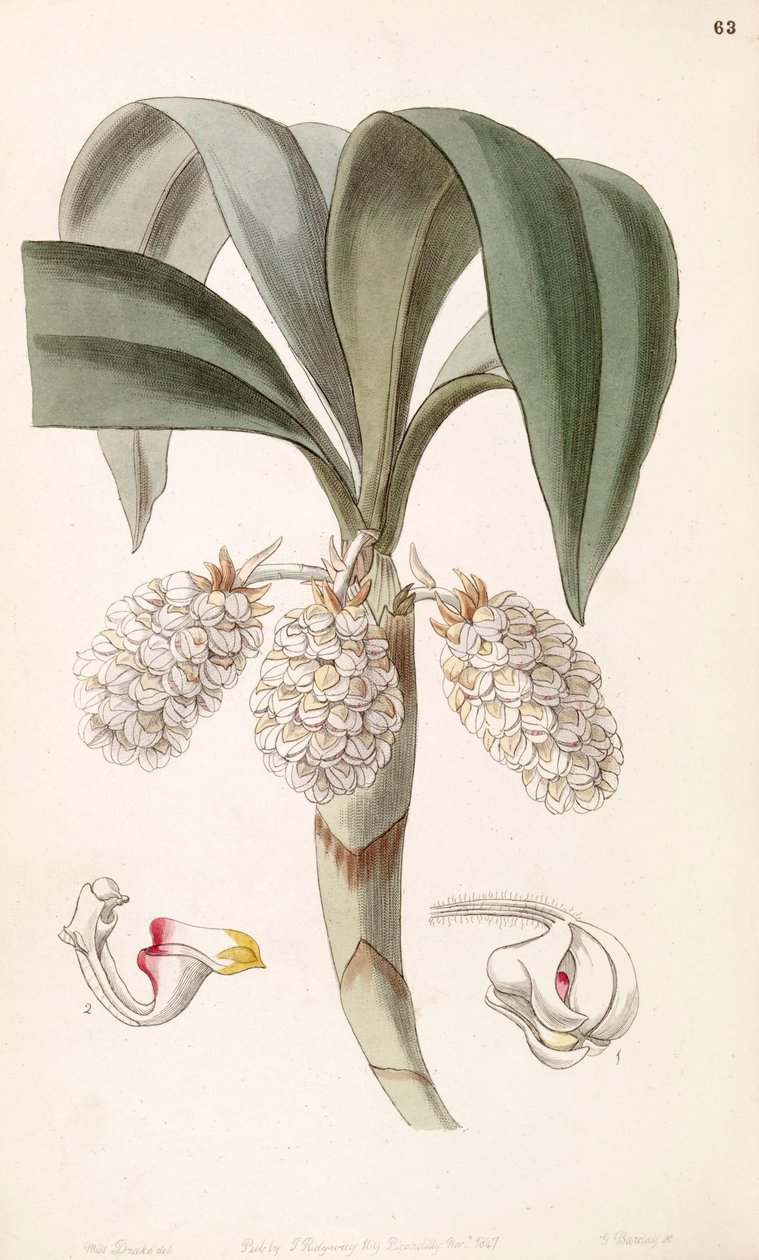 Eria spicata (som syn. Eria convallarioides) av Miss Drake